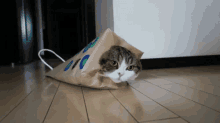 Cat Hiding GIF - Cat Hiding Hibernate GIFs