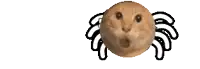 a cat shaped like a spider with wings is looking at the camera .
