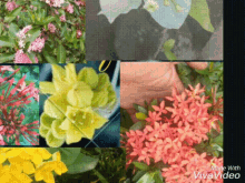 We Are Weku From Weku Flowers GIF - We Are Weku From Weku Flowers For You GIFs