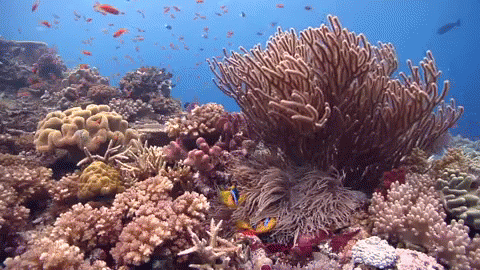 reef-corals