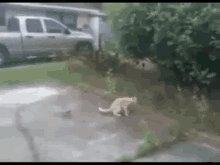 Don'T Push Me GIF - Cats Birds Attack GIFs