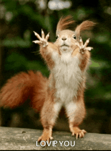 a squirrel standing on its hind legs with its arms outstretched and the words love you below it