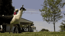 3-legged Llama- Respect! GIF - Llama Llamas Handicap GIFs