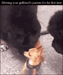 Dramatic Chihuahua GIF - Dramatic Chihuahua Girlfriends GIFs