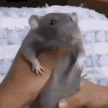 vermintide skaven rat dance saltzpyre
