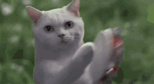 Cat Tambourine GIF - Cat Tambourine Stare GIFs