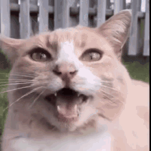 Cat React Cat GIF - Cat React Cat Cattitude GIFs