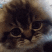 a close up of a cat 's face with big eyes