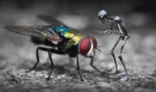 Skeleton Fly GIF