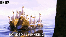 a bunch of seagulls standing on rocks in the water with the words bro bonded in wanking below them