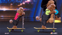 Dogs Are Playing With A Kick Scooter America'S Got Talent GIF - Dogs Are Playing With A Kick Scooter America'S Got Talent Dogs Are Having Fun With A Kick Scooter GIFs