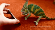 Chameleon Was Frightened By Iphone GIF - I Phone Chameleon Animals GIFs