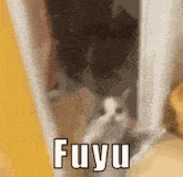 Fuyu Cat GIF