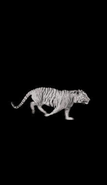 Tiger Black GIF - Tiger Black Without GIFs