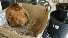 Chicken Egg GIF - Chicken Egg Hatching GIFs