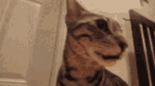 Insane Cat Insane Cat Appreciation Post GIF - Insane Cat Insane Cat Appreciation Post Bengal Cat GIFs