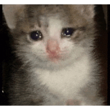 a close up of a cat 's face with tears running down its face .