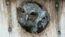 owls cute look shove own nest
