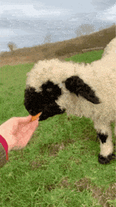 Valais Blacknose Opium Sheep GIF - Valais Blacknose Opium Sheep Opium GIFs