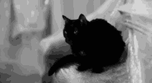 Blackcat Meow GIF