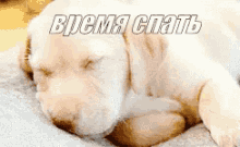 давай спать сон сплю собака милота щенок GIF - Lets Sleep Lets Have A Nap Nap GIFs