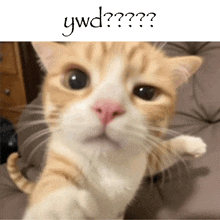 a close up of a cat with the words ywd on the top
