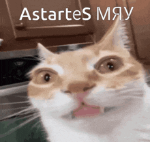 a close up of a cat 's face with the words " astartes may " above it