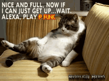 pfunk cat pfunk funktagious funky cat moonchild memes
