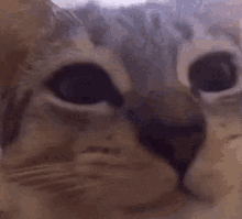 Cat Stare Cat Eating GIF - Cat Stare Cat Eating Fast GIFs