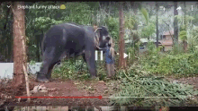 Senthil Elephant GIF - Senthil Elephant Kick GIFs