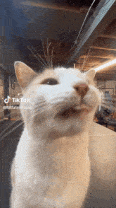 Milly Cat GIF