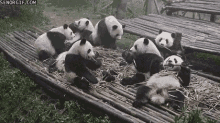 Panda Party GIF - Pandas Eating Lounging GIFs