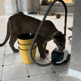 Need To Vacuum Viralhog GIF - Need To Vacuum Viralhog Need To Clean The House GIFs