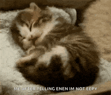 a cat and kitten are sleeping on a couch and the kitten says me after telling enen im not eepy .