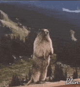 a marmot standing on its hind legs in front of a mountain with the words la fit 2 written on the bottom