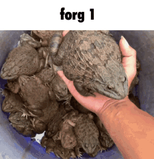 Frog Forg GIF - Frog Forg One GIFs
