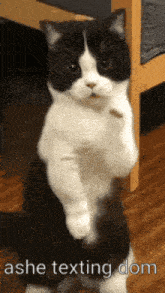a black and white cat is standing on its hind legs with the text ashe texting dom below it