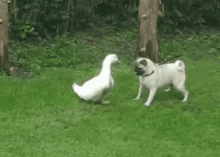 Duck Dog GIF - Duck Dog Attack GIFs