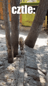 a picture of a goat with the word cztle written above it