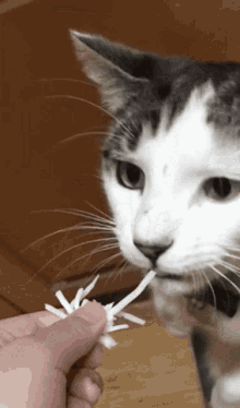 Cat Cat Eating GIF - Cat Cat Eating Cat Eat GIFs