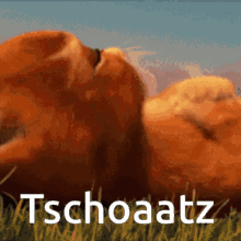 Tschoatz GIF - Tschoatz GIFs