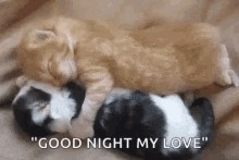 Goodnight Kitty GIF - Goodnight Kitty I Love You GIFs