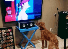 Dogs Funny Animals GIF - Dogs Funny Animals Tv GIFs