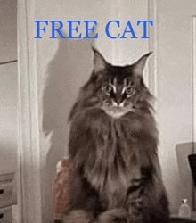 Evil Cat GIF - Evil Cat GIFs