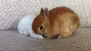 Bunny Rabbit GIF - Bunny Rabbit Cute Animals - Discover & Share GIFs