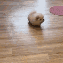 Mop Dogs GIF - Mop Dogs GIFs