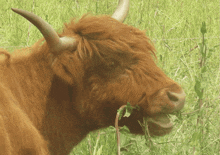 a brown cow with long horns is eating grass in a field