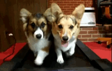 Corgis On Treadmill GIF - Corgi Puppy Running GIFs