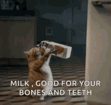 cat milk delicious carton