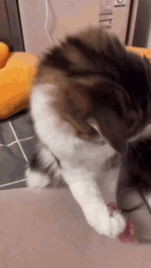 Cats Cool GIF - Cats Cool Glasses GIFs